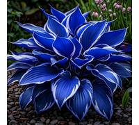 Rizoma Hosta/Hosta-Decorazione da giardino/Tubero resistente-6 Rhizome-F