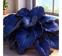 Rizoma Hosta/Hosta-Decorazione da giardino/Tubero resistente-8 Rhizome-B