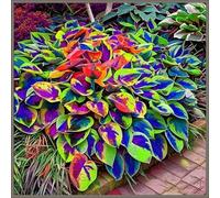 Rizoma Hosta/Hosta-Decorazione da giardino/Tubero resistente-8 Rhizome-C