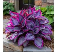 Rizoma Hosta/Hosta-Decorazione per Casa e Giardino/Per Ogni Spazio/Resistente e Facile da Curare/Colore Vivido-4 Rhizome-C