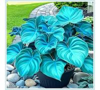 Rizoma Hosta/Hosta-Decorazione per Casa e Giardino/Per Ogni Spazio/Tubero resistente-10 Rhizome-C