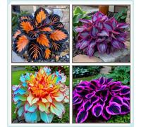 Rizoma Hosta/Hosta-Decorazione per Casa e Giardino/Per Ogni Spazio/Tubero resistente-4 Rhizome-B