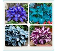 Rizoma Hosta/Hosta-Decorazione per Casa e Giardino/Per Ogni Spazio/Tubero resistente-6 Rhizome-D