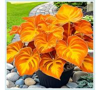 Rizoma Hosta/Hosta-Decorazione per Casa e Giardino/Per Ogni Spazio/Tubero resistente-6 Rhizome-E