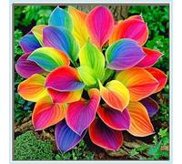 Rizoma Hosta/Hosta-Decorazione per Casa e Giardino/Per Ogni Spazio/Tubero resistente-8 Rhizome-H