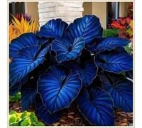 Rizoma Hosta/Hosta-Per Ogni Spazio/Resistente e Facile da Curare/Colore Vivido/Decorazione per Casa e Giardino-8 Rhizome-A