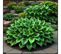Rizoma Hosta/Hosta-Per Ogni Spazio/Resistente e Facile da Curare/Colore Vivido/Decorazione per Casa e Giardino-15 Rhizome-G