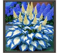 Rizoma Hosta/Hosta-Per Ogni Spazio/Resistente e Facile da Curare/Colore Vivido/Decorazione per Casa e Giardino-4 Rhizome-D