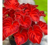 Rizoma Hosta/Hosta-Per Ogni Spazio/Tubero resistente/Decorazione per Casa e Giardino-8 Rhizome-A