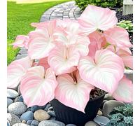 Rizoma Hosta/Hosta-Perfetto per chi è sempre indaffarato/Richiede poca manutenzione-10 Rhizome-C