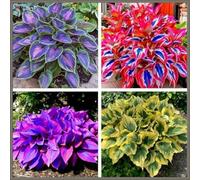 Rizoma Hosta/Hosta-Perfetto per chi è sempre indaffarato/Richiede poca manutenzione-8 Rhizome-E