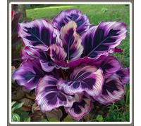 Rizoma Hosta/Hosta-Richiede poca manutenzione/Perfetto per chi è sempre indaffarato.-15 Rhizome-B