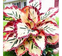 Rizoma Hosta/Hosta-Richiede poca manutenzione/perfetto per chi è sempre indaffarato/Tubero resistente/Decorazione da giardino.-15 Rhizome-H