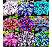 Rizoma Hosta/Hosta-Rizomi di Hosta-Colore Vivido/Decorazione per Casa e Giardino/Per Ogni Spazio/Resistente e Facile da Curare-15 Rhizome-H