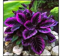 Rizoma Hosta/Hosta-Rizomi di Hosta-Colore Vivido/Decorazione per Casa e Giardino/Per Ogni Spazio/Resistente e Facile da Curare-8 Rhizome-G