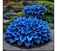 Rizoma Hosta/Hosta-Rizomi di Hosta-Resistente e Facile da Curare/Colore Vivido/Decorazione per Casa e Giardino/Per Ogni Spazio-8 Rhizome-C