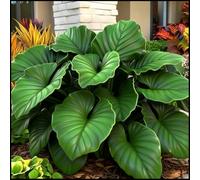 Rizoma Hosta/Hosta-Rizomi di Hosta-Resistente e Facile da Curare/Colore Vivido/Decorazione per Casa e Giardino/Per Ogni Spazio-6 Rhizome-F