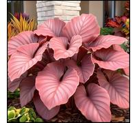 Rizoma Hosta/Hosta-Rizomi di Hosta-Resistente e Facile da Curare/Colore Vivido/Decorazione per Casa e Giardino/Per Ogni Spazio-4 Rhizome-B