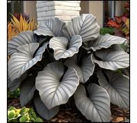 Rizoma Hosta/Hosta-Rizomi di Hosta-Resistente e Facile da Curare/Colore Vivido/Decorazione per Casa e Giardino/Per Ogni Spazio-8 Rhizome-E