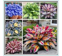 Rizoma Hosta/Hosta-Tubero resistente/Decorazione per Casa e Giardino/Per Ogni Spazio-15 Rhizome-A