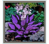 Rizoma Hosta/Hosta-Tubero resistente/Decorazione per Casa e Giardino/Per Ogni Spazio-8 Rhizome-G