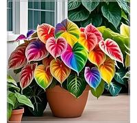 Rizoma hosta,resistenti,Perenne-Giardini e Balconi,Decorazione,Bulbi di hosta, giardini -6 Bulbi-I