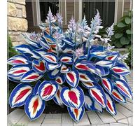 Rizoma hosta,resistenti,Perenne-Giardini e Balconi,Decorazione,Bulbi di hosta, giardini -8 Bulbi-A