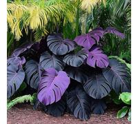 Rizomi dell'orecchio dell'elefante, rizomi del giardino, rizomi ornamentali perfetti, rizomi di alta qualità, rizomi taro resistenti all'inverno, 5cipolla-F