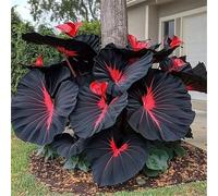 Rizomi dell'orecchio dell'elefante, rizomi del giardino, rizomi ornamentali perfetti, rizomi di alta qualità, rizomi taro resistenti invernali, 8 cipolle-I