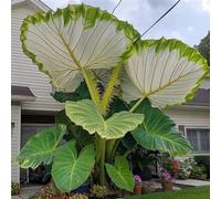 Rizomi dell'orecchio dell'elefante, rizomi esclusivi del taro, resistente all'inverno, decorazione perfetta della stanza, rizomi del giardino, rizomi di alta qualità, 5 cipolle-G