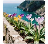 Rizomi di Crocus-Adatto per decorare il tuo giardino/e abbellire l'ambiente-C-10 Rhizome