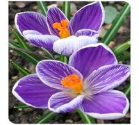 Rizomi di Crocus-Per Ogni Spazio/Resistente e Facile da Curare/Colore Vivido/Decorazione per Casa e Giardino-E-8 Rhizome