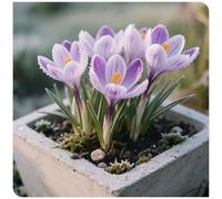 Rizomi di Crocus-Resistente e Facile da Curare/Colore Vivido/Decorazione per Casa e Giardino/Per Ogni Spazio-H-8 Rhizome