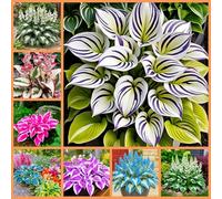 Rizomi di Hosta Misti per Piantagione,perenni Resistenti al Freddo, Facili da Coltivare per Giardino e Vasi.-8rhizome-C