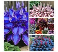 Rizomi di Hosta Misti per Piantagione,perenni Resistenti al Freddo, Facili da Coltivare per Giardino e Vasi.-4rhizome-D