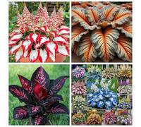 Rizomi di Hosta Misti per Piantagione,perenni Resistenti al Freddo, Facili da Coltivare per Giardino e Vasi.-10rhizome-A