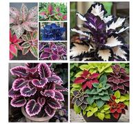 Rizomi di Hosta Misti per Piantagione,perenni Resistenti al Freddo, Facili da Coltivare per Giardino e Vasi.-8rhizome-G