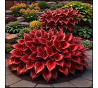 Rizomi di Hosta-Per Ogni Spazio/Resistente e Facile da Curare/Colore Vivido/Decorazione per Casa e Giardino-10 Rhizome-F