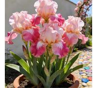 Rizomi di Iris tedesco - Perenne resistente alla siccità, adatti per l'architettura paesaggistica esterna-6 PIECE-I