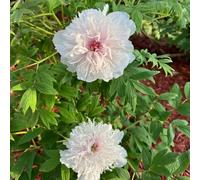 rizomi di peonia in vaso resistenti balcone interno decorazioni 3bulbi