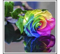 Rizomi di rosa/miste/Radici selezionate di hosta/resistenti al freddo e alla siccità/adatte per la decorazione di giardini e balconi【NVNJHJN】-5 rizoma-C