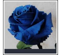 Rizomi di rosa/miste/Radici selezionate di hosta/resistenti al freddo e alla siccità/adatte per la decorazione di giardini e balconi【NVNJHJN】-2 rizoma-E