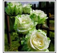 Rizomi di rosa/miste/Radici selezionate di hosta/resistenti al freddo e alla siccità/adatte per la decorazione di giardini e balconi【NVNJHJN】-3 rizoma-D