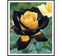 Rizomi di rosa/miste/Radici selezionate di hosta/resistenti al freddo e alla siccità/adatte per la decorazione di giardini e balconi【NVNJHJN】-4 rizoma-B