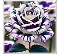 Rizomi di rosa/miste/Radici selezionate di hosta/resistenti al freddo e alla siccità/adatte per la decorazione di giardini e balconi【NVNJHJN】-3 rizoma-A