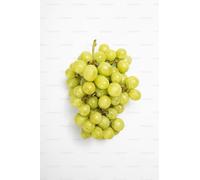 Rizomi d'uva da vino, resistente all'inverno, alta qualità, viti, multicolore ad alta resa. Diverse zone climatiche