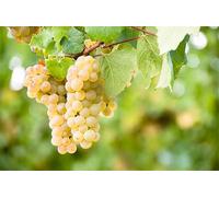 Rizomi d'uva da vino, resistente all'inverno, alta qualità, viti, multicolore ad alta resa. Diverse zone climatiche