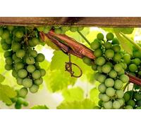 Rizomi d'uva da vino, resistente all'inverno, di alta qualità, viti, multicolore ad alta resa. Diverse zone climatiche