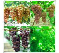 Rizomi d'uva,resistenti,uva a tavoletta,acquista viti,Decorazioni da giardino,Gratis e fragrante,rare,Rizomi d'uva coltivazione,Piantare la vite.-1knolle-F