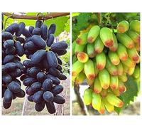 Rizomi d'uva,resistenti,uva a tavoletta,acquista viti,Decorazioni da giardino,Gratis e fragrante,rare,Rizomi d'uva coltivazione,Piantare la vite.-2knolle-B